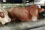 20260511-sapi-milik-peternak-reban-batang-terpilih-jadi-sapi-kurban-presiden.jpg