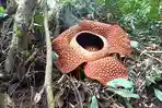 Bunga-rafflesia-Mekar-sempurna-di-bengkulu-tengah.jpg