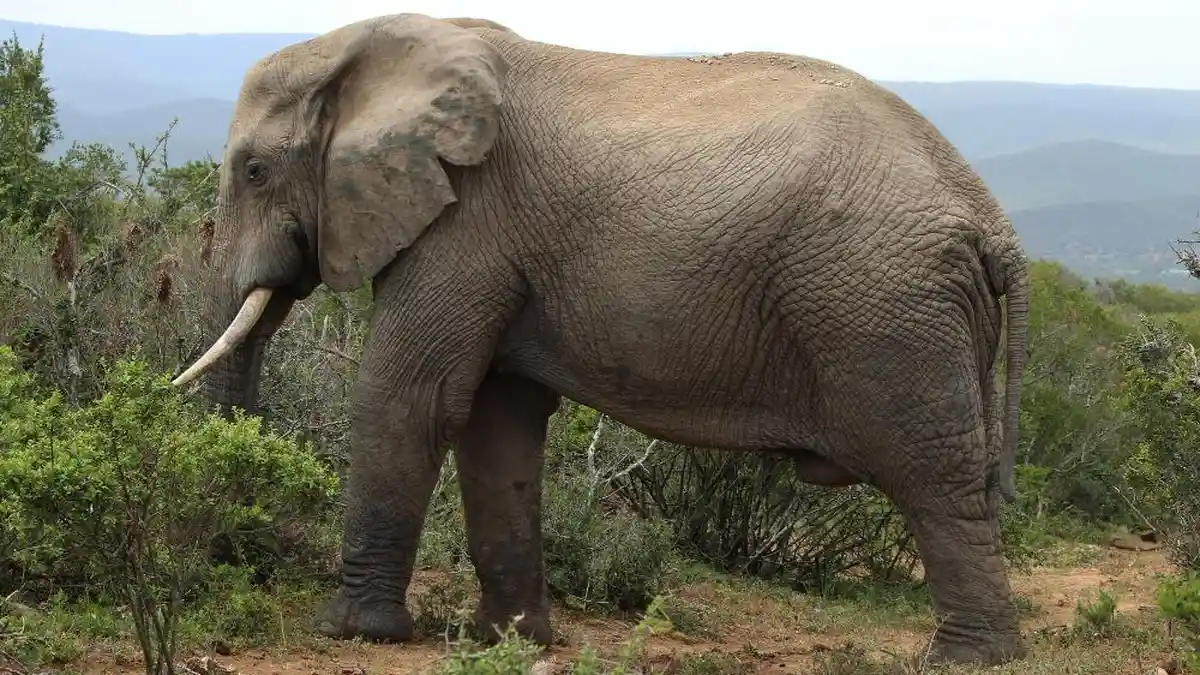 2 Gajah Masuk Permukiman di OKI Sumsel, Rusak Lumbung Padi dan Rumah, 2 Warga Terluka