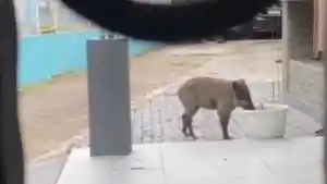 BABI-DI-PEMUKIMAN.jpg