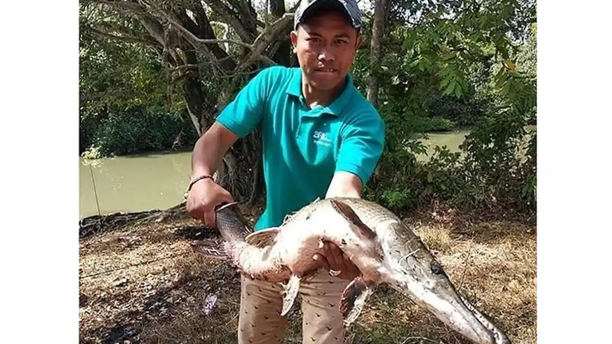 Waspada Ikan Predator di Sungai Nyanyi, Dinas Perikanan Janjikan Hadiah ke Pemancing Gar Aligator