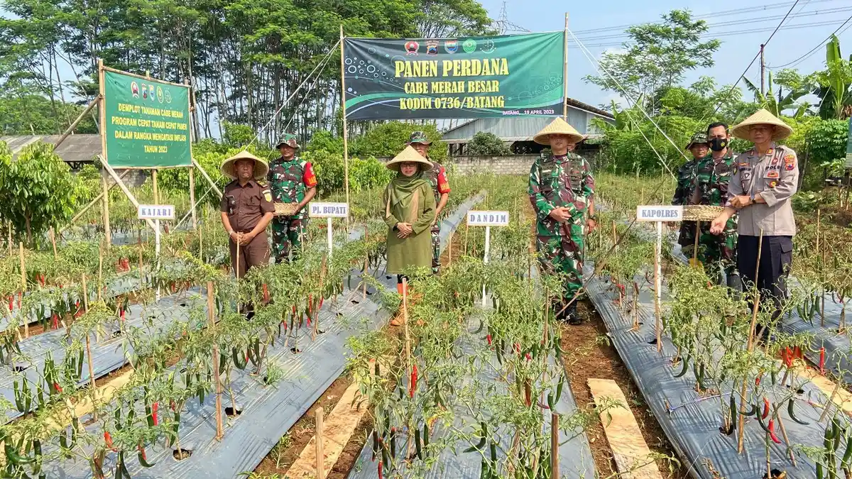 Tekendala Cuaca dan Serangan Hama, Kodim 0736/Batang Tetap Berhasil Panen Perdana Cabai Merah
