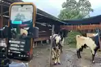 Jual-Hewan-Kurban-di-Live-TikTok-Kambing-Jumbo-Rp-9-Juta-di-Peternakan-This-Is-Farm-Malang-Laris.jpg