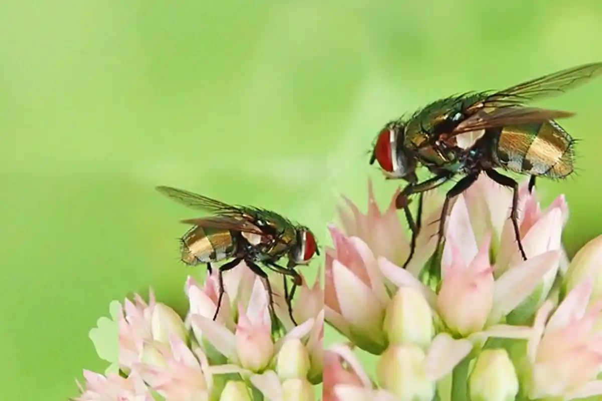 Cara Ampuh Usir Lalat di Rumah, Tipsnya Cukup Sederhana Hanya Gunakan 5 Bahan Alami
