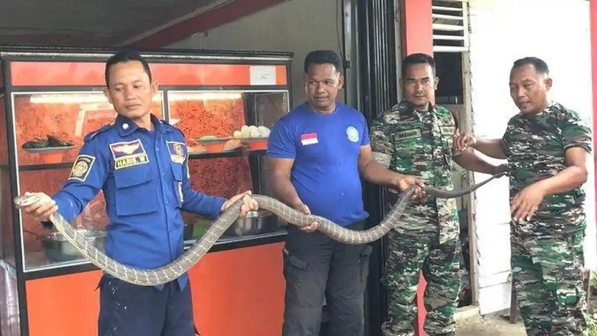 Lagi, Ular King Cobra Masuk ke Rumah Warga Lhoong Aceh Besar