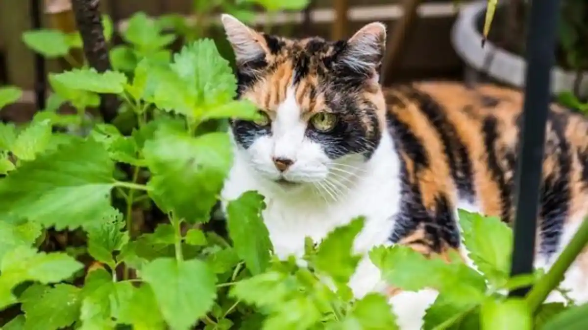 14 Tanaman Pengusir Nyamuk, Ada yang Sangat Disukai Kucing Karena Bikin Fly