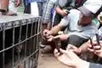 PT Elnusa Tangkap Macan Dahan