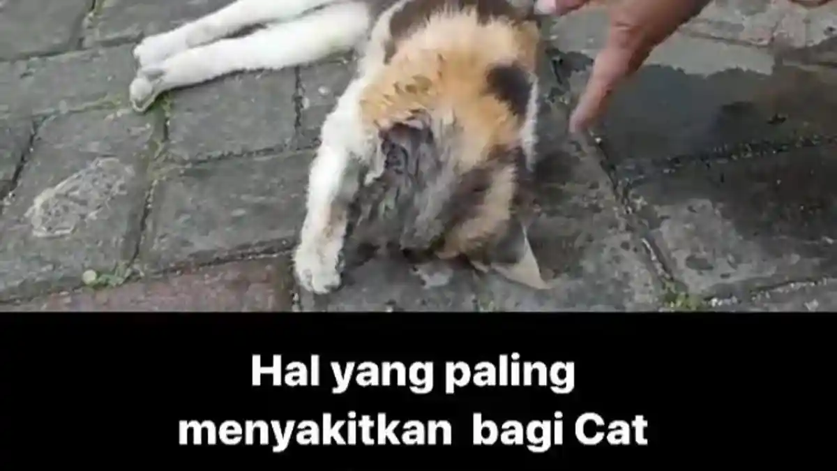 Polisi Selidiki Kasus 4 Kucing Mati Diduga Diracun dan 11 Kucing Hilang Misterius di Malang