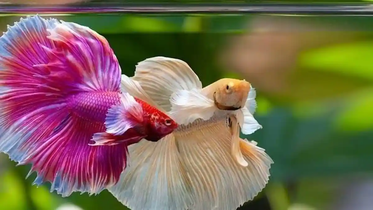 3 Tips Memilih Bibit Ternak Ikan Cupang, Lengkap dengan Ciri-ciri Ikan Cupang Betina yang Siap Kawin