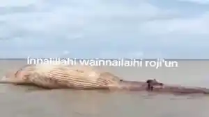 Penampakan-seekor-paus-yang-sempat-terdampar.jpg