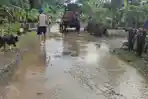 Banjir Rendam 3 Kecamatan di Kabupaten Malang Selatan