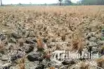 Musim Kemarau, 95 Desa di Sampang Alami Kekeringan, BPBD Berencana Lakukan Dropping Air Bersih