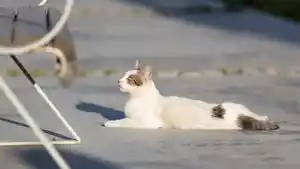 ilustrasi-kucing-berjemur-2.jpg