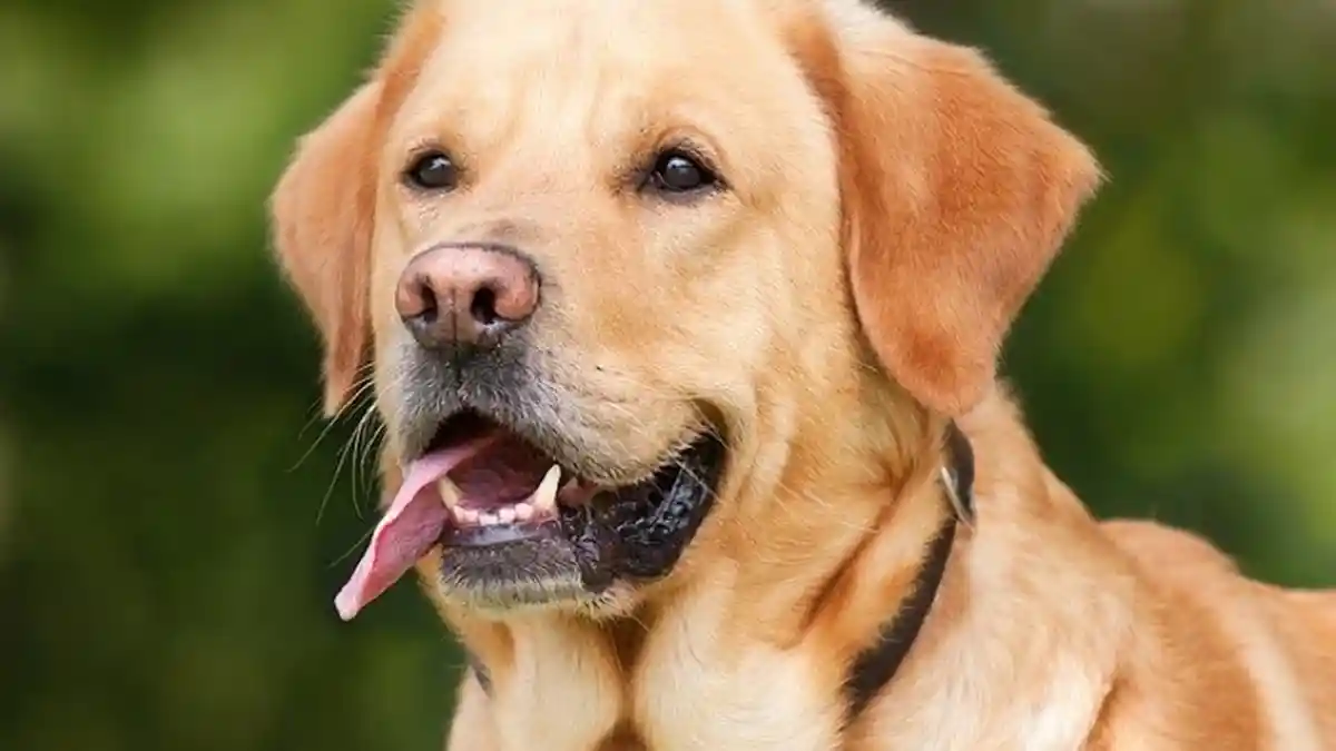 Arti Anjing Menggonggong Malam dan Dini Hari Menurut Primbon Jawa, Ada Pertanda Apa?