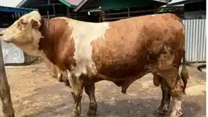sapi-kurban-Wapres-26.jpg