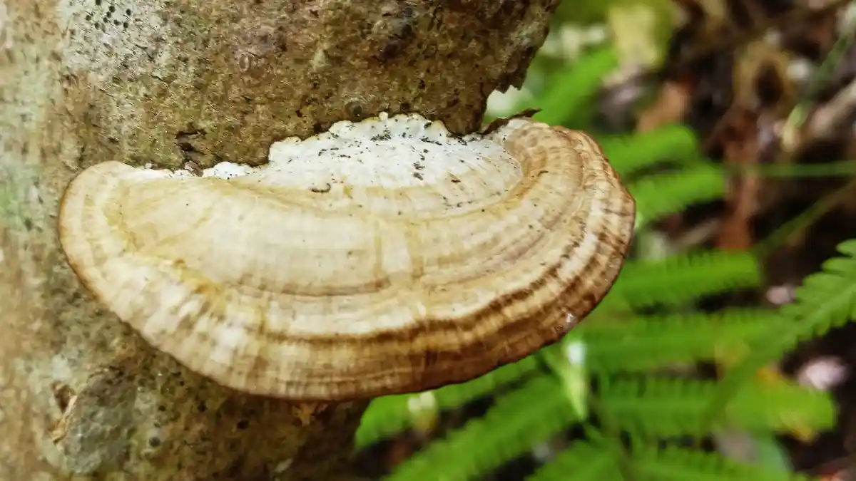 Manfaat Ganoderma, Jamur yang Ampuh untuk Segala Macam Penyakit