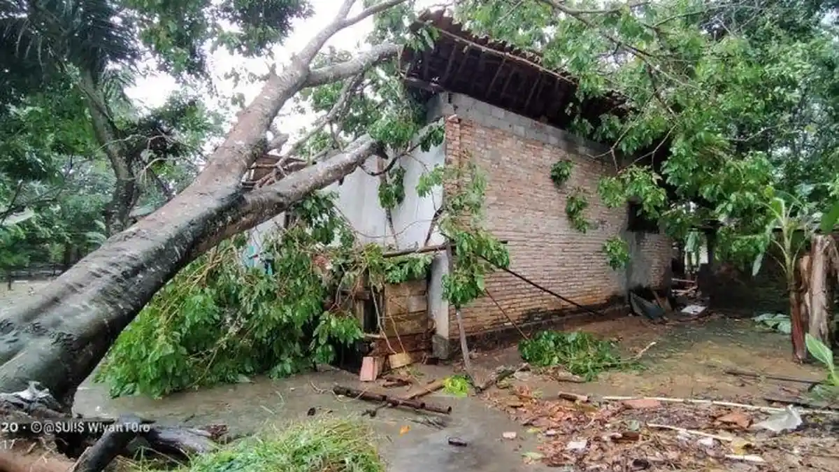 Angin Puting Beliung Tumbangkan Pohon Jengkol di Lampung, Satu Orang Meninggal