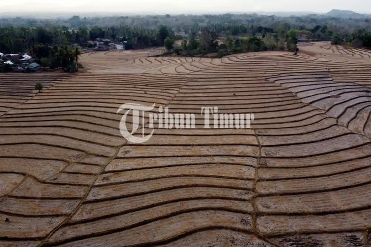 Kekeringan Ekstrem Menghantui Sawah di Desa Mappesangka, Kabupaten Bone - sawah-kekeringan-bone.jpg