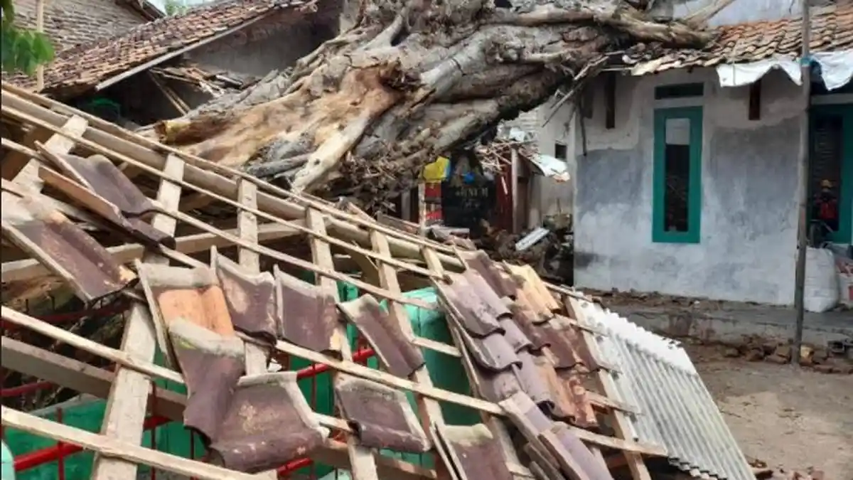 2 Rumah Warga di Serang Rusak Akibat Tertimpa Pohon Tumbang, 1 Orang Alami Luka