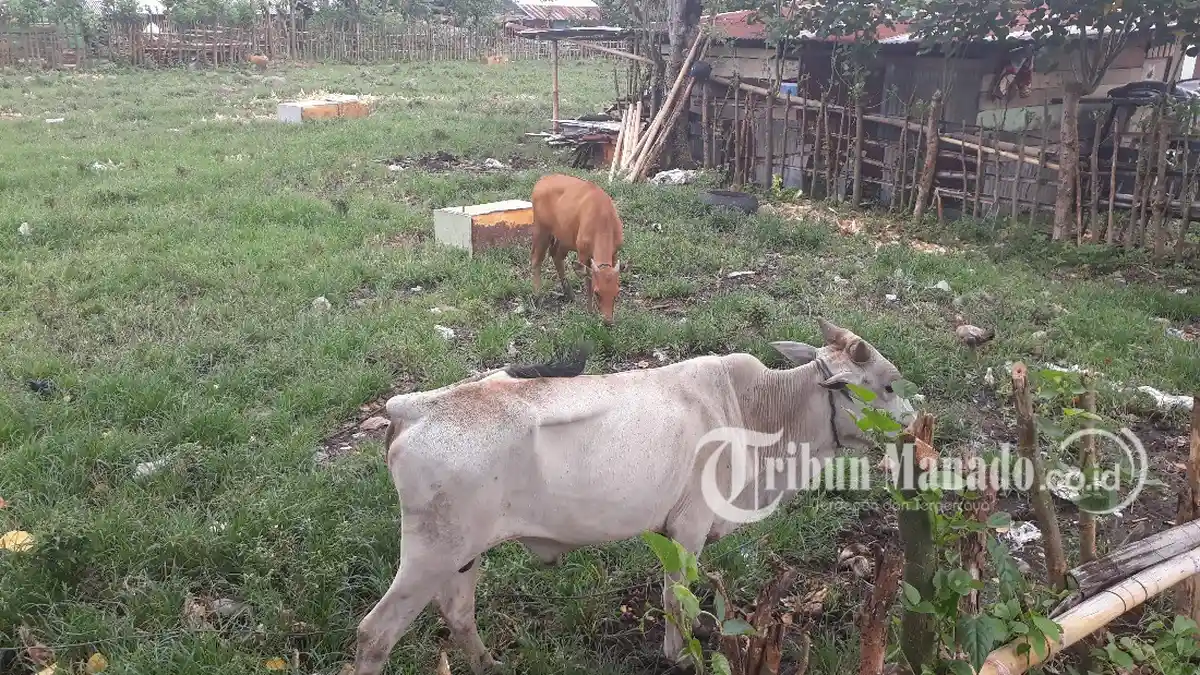 Hanya NTP Subsektor Peternakan di Sulut yang  Memiliki Nilai Cukup Baik