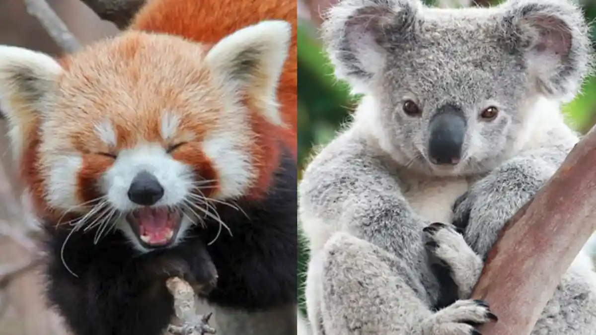 Terlihat Imut dan Lucu, 5 Hewan Ini Ternyata Berbahaya dan Mematikan, No 3 Habitatnya di Indonesia