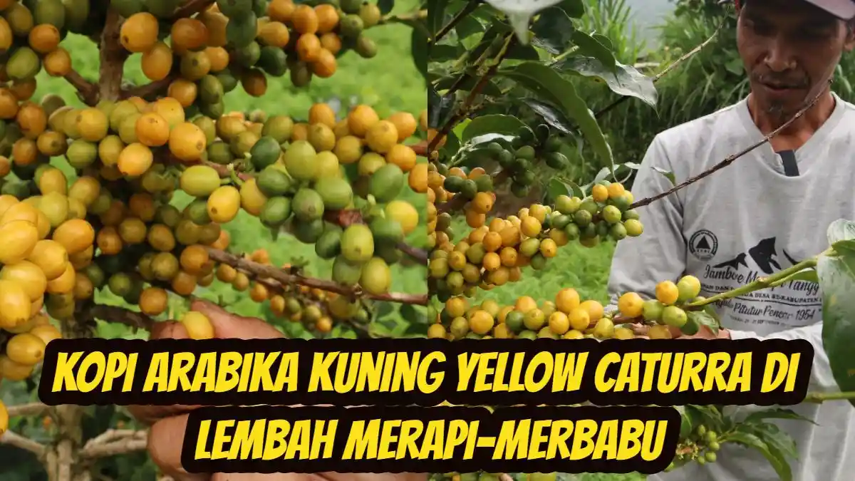Unik & Langka! Kopi Arabika Kuning Yellow Caturra di Lembah Merapi-Merbabu, Rasa dan Aromanya Khas