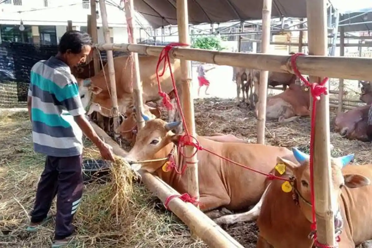 Manakah yang Lebih Diutamakan, Kurban untuk Diri Sendiri Dulu atau Orang Tua? Simak Penjelasan Ulama
