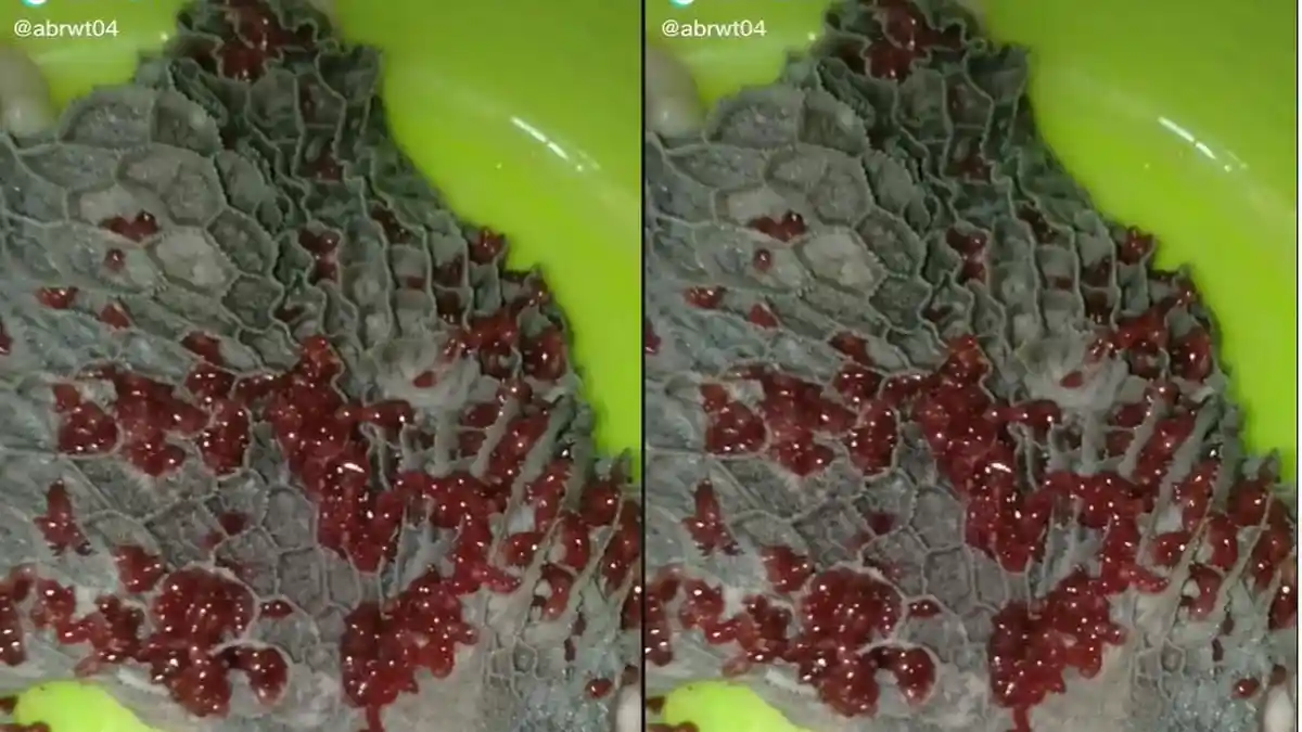 Viral Cacing Berwarna Merah di Babat Sapi, Apa Masih Aman Dikonsumsi? Ini Kata Dokter