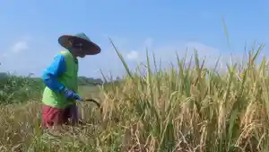 Petani-di-Desa-Klorogan-Kecamatan-Geger-Kabupaten-Madiun-memanen-padi.jpg
