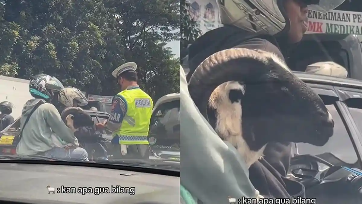 Viral Pengendara Motor Bonceng 2 Dihampiri Polisi, Diduga Kena Tilang Karena Bawa Kambing