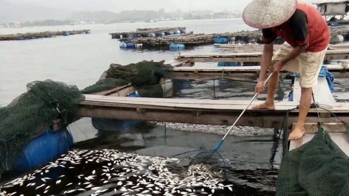 Keramba Diduga Tercemar Limbah, Nelayan Jual Lobster Cuma Rp 40 Ribu per Kg