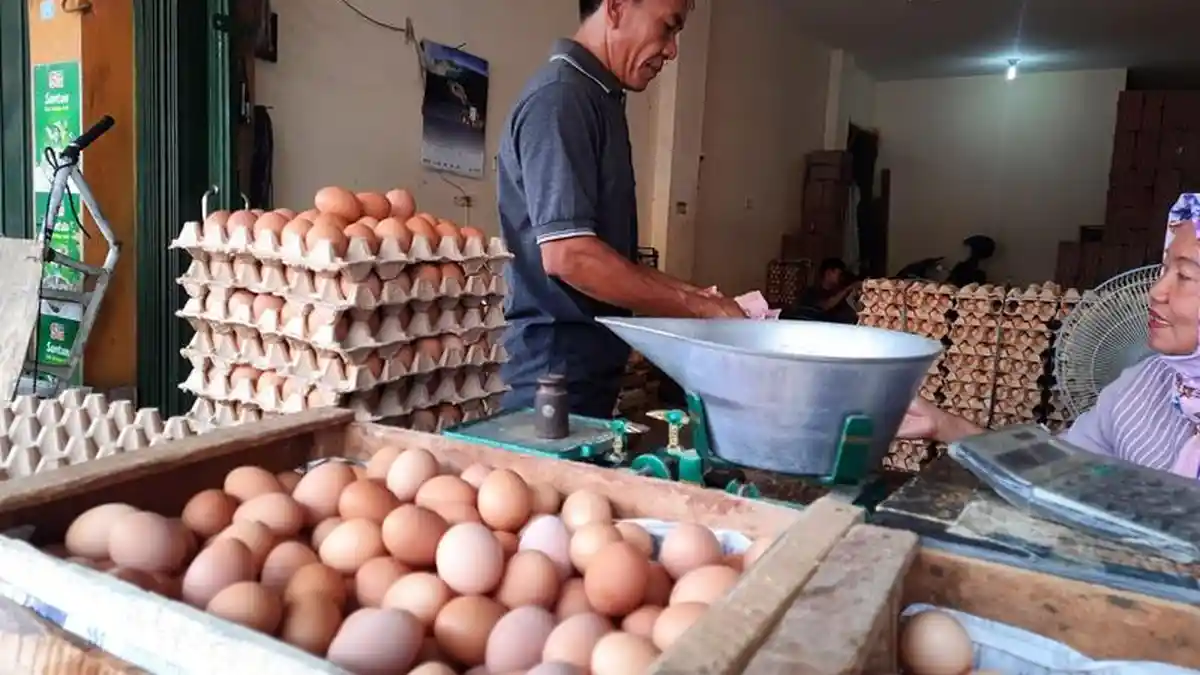 Harga Telur Ayam Turun Jadi Rp 24 Ribu per Kg di Metro Lampung
