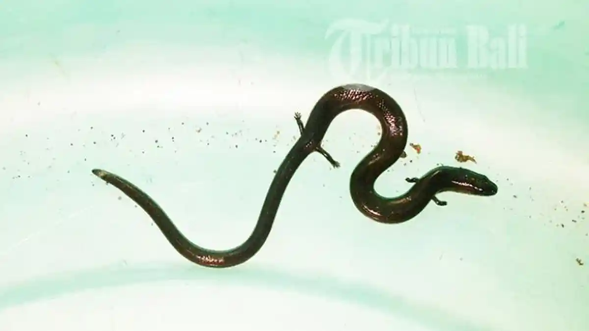 HEBOH! Inikah Ular Naga? Seekor Ular Berkaki Empat Ditemukan di Bali