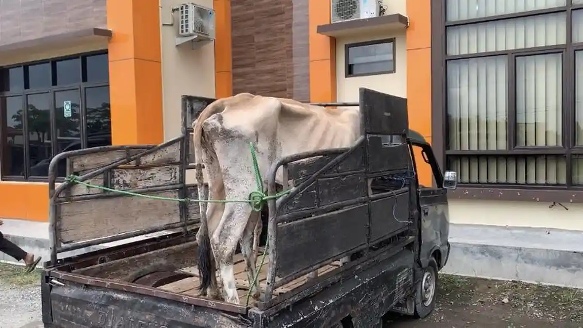 Kapak hingga Mobil L300 Disita Polisi dalam Kasus Pencurian Sapi di Pringsewu