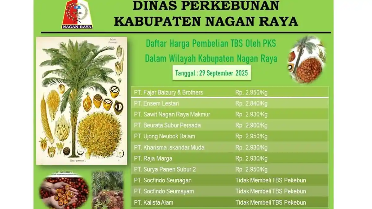 Update Harga TBS Sawit di Nagan Raya, Cek Harga Tertinggi dan Terendah Pekan Ini Dibeli 8 PMKS