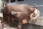 sapi-korban-jumbo-Solo-Raya.jpg