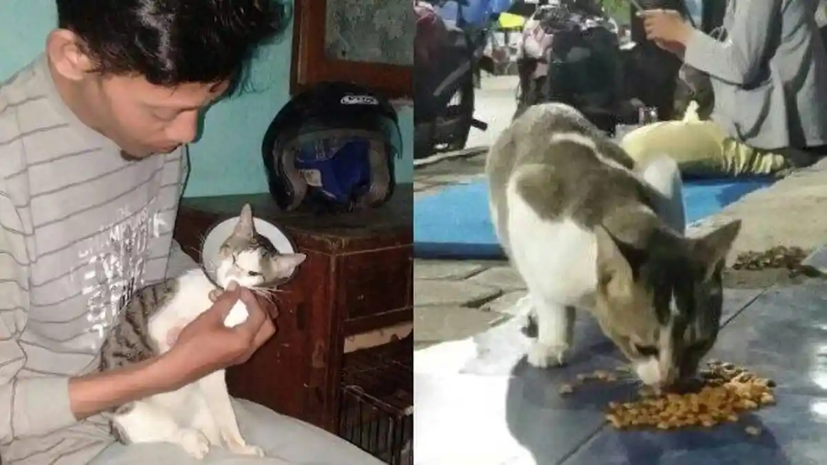 Pria Ini Bawa Pulang Kucing Liar yang Sakit, Dirawat sampai Sembuh Lalu Berikan pada Adopter