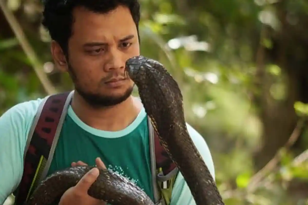 Ngerinya Saat Panji Petualang Diserang Ular Kobra Secara Brutal, Serangannya Sulit Ditebak