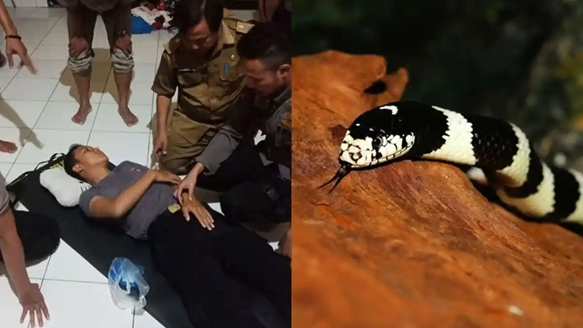 KRONOLOGI Anggota Brimob Bripda Armanjas Digigit Ular Berbisa saat Bantu Korban Banjir, Kondisinya