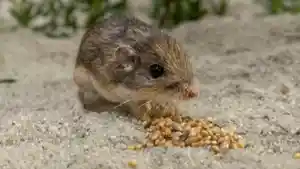 Ini-dia-penampakan-tikus-tertua-di-Dunia-bernama-Pat-Saat-ini-berusia-9-tahun-209-hari.jpg