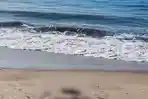 Pakai-Boxer-Man-City-Jasad-Perempuan-Tanpa-Kepala-Ditemukan-Terdampar-di-Pantai-Sine-Tulungagung.jpg