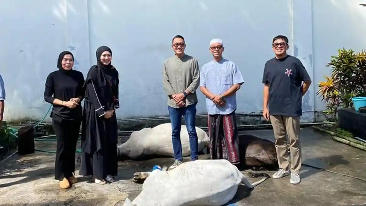BRI Bitung Sembelih 3 Ekor Sapi Kurban, Daging Dibagikan kepada Warga 