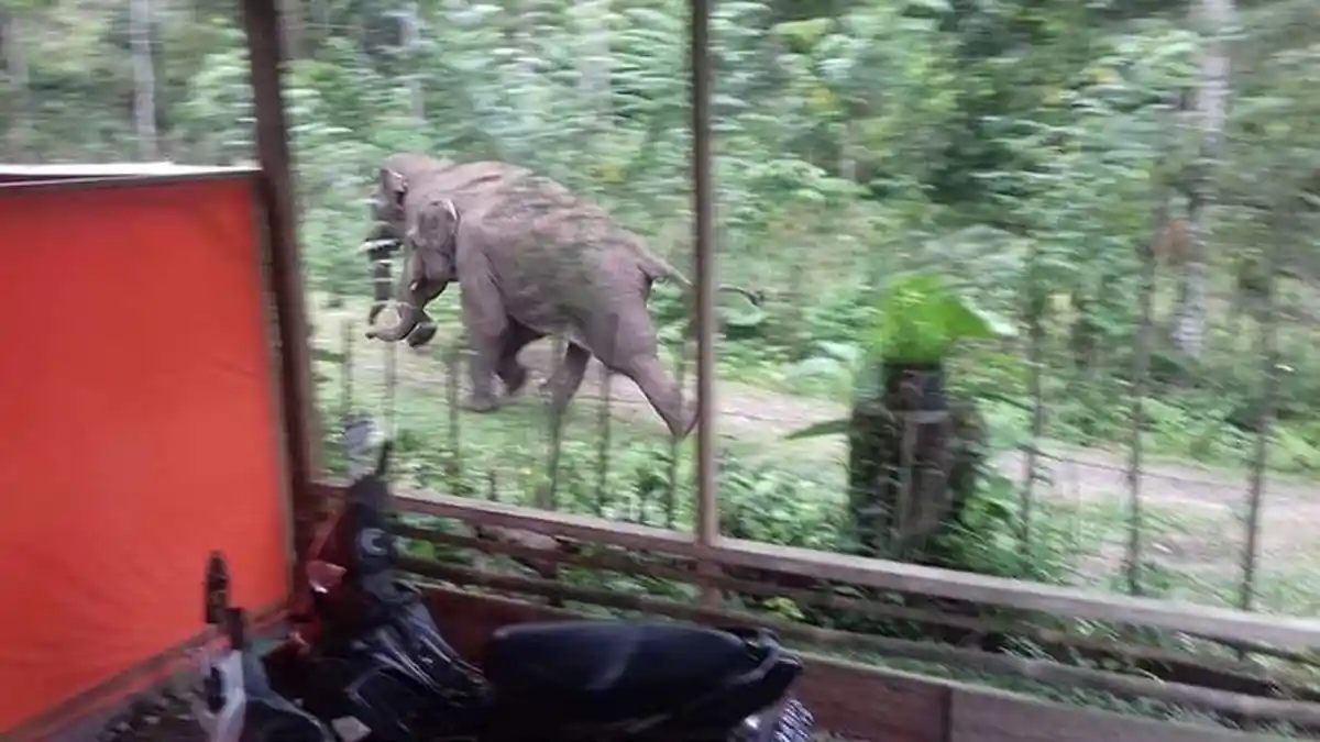 Puluhan Gajah Melintas di Tiro, Tanaman Padi Milik Warga pun Rusak