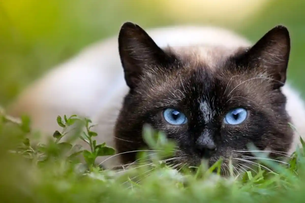 Alamak! Tagihan Listrik Tembus Belasan Juta, Keluarga Ini Malah Tuduh Kucing Yang Cakar Meteran