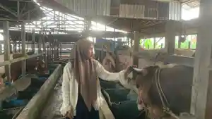 Sapi-hewan-kurban-pilihan-untuk-penyaluran-Sap.jpg