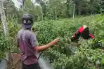 Potret-petani-cabai-di-Boltim-Sulawesi-Utarafhgfhfghfghfgh.jpg