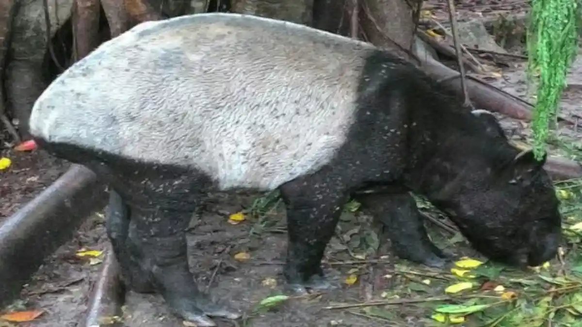 KSDA Provinsi Riau Lepaskan Tapir ke Habitat Aslinya