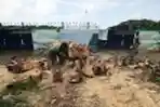 Pemotongan Pohon Tumbang di Kawasan Monas