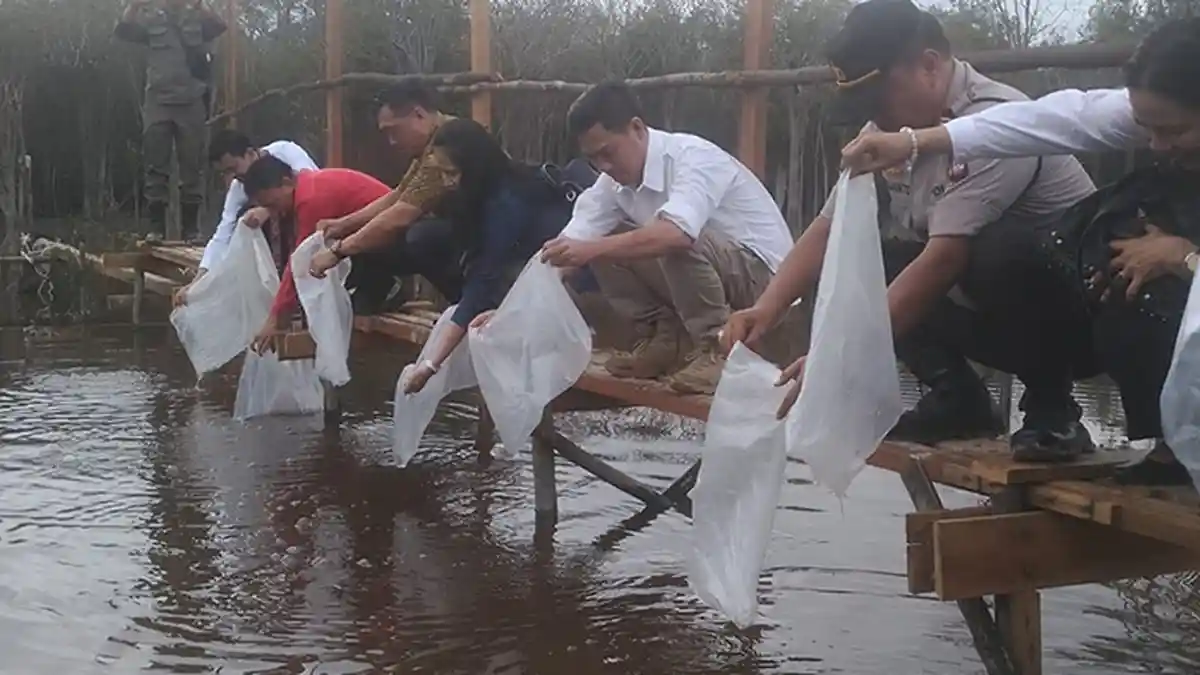T﻿ebar 4000 Ekor Benih Ikan Jelawat di Danau Balai Angin