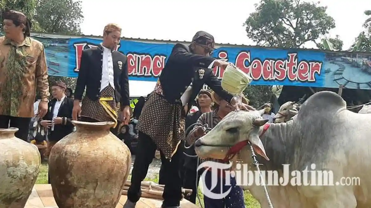 Mengenal Ruwat Rojokoyo, Tradisi Warga Gresik Memandikan Sapi dengan Air Sendang Bidadari